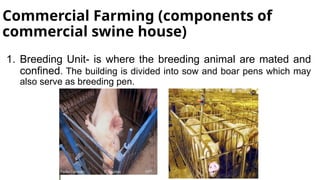Commercial Farming (components of
commercial swine house)
1. Breeding Unit- is where the breeding animal are mated and
confined. The building is divided into sow and boar pens which may
also serve as breeding pen.
 