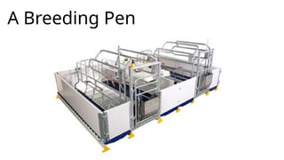 A Breeding Pen
 