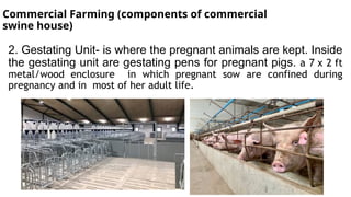 Commercial Farming (components of commercial
swine house)
2. Gestating Unit- is where the pregnant animals are kept. Inside
the gestating unit are gestating pens for pregnant pigs. a 7 x 2 ft
metal/wood enclosure in which pregnant sow are confined during
pregnancy and in most of her adult life.
 