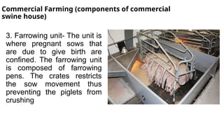 Commercial Farming (components of commercial
swine house)
3. Farrowing unit- The unit is
where pregnant sows that
are due to give birth are
confined. The farrowing unit
is composed of farrowing
pens. The crates restricts
the sow movement thus
preventing the piglets from
crushing
 