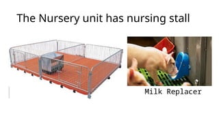 The Nursery unit has nursing stall
Milk Replacer
 