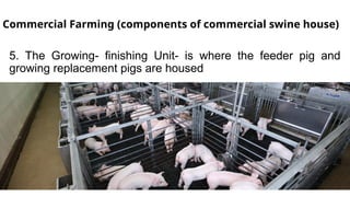 Commercial Farming (components of commercial swine house)
5. The Growing- finishing Unit- is where the feeder pig and
growing replacement pigs are housed
 