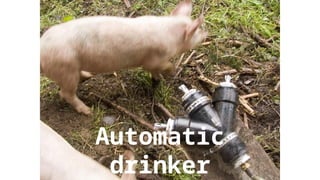Automatic
drinker
 