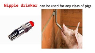 Nipple drinker can be used for any class of pigs
 