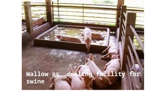 Wallow as cooling facility for
swine
 