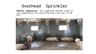 Overhead Sprinkler
Ambient temperature. The suggested optimum range of
air temperatures for gestating gilts and sows is 60-
68°F
 