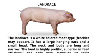 The landrace is a white colored meat type (freckles
may appear). It has a large hanging ears and a
small head. The neck and body are long and
narrow. The land is highly prolific, superior in feed
LANDRACE
 