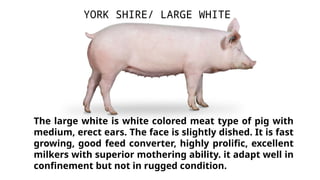 The large white is white colored meat type of pig with
medium, erect ears. The face is slightly dished. It is fast
growing, good feed converter, highly prolific, excellent
milkers with superior mothering ability. it adapt well in
confinement but not in rugged condition.
YORK SHIRE/ LARGE WHITE
 