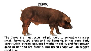 The Duroc is a meat type, red pig (gold to yellow) with a set
small, forward, 2/3 erect and 1/3 hanging. It has good body
constitution, strong legs, good motherly ability and fast grower,
good milker and are prolific. This breed adapt well on ragged
DUROC
 