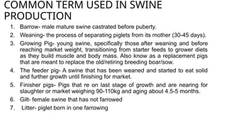 COMMON TERM USED IN SWINE
PRODUCTION
1. Barrow- male mature swine castrated before puberty.
2. Weaning- the process of separating piglets from its mother (30-45 days).
3. Growing Pig- young swine, specifically those after weaning and before
reaching market weight, transitioning from starter feeds to grower diets
as they build muscle and body mass. Also know as a replacement pigs
that are meant to replace the old/retiring breeding boar/sow.
4. The feeder pig- A swine that has been weaned and started to eat solid
and further growth until finishing for market.
5. Finisher pigs- Pigs that re on last stage of growth and are nearing for
slaughter or market weighing 90-110kg and aging about 4.5-5 months.
6. Gilt- female swine that has not farrowed
7. Litter- piglet born in one farrowing
 