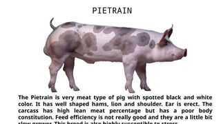 The Pietrain is very meat type of pig with spotted black and white
color. It has well shaped hams, lion and shoulder. Ear is erect. The
carcass has high lean meat percentage but has a poor body
constitution. Feed efficiency is not really good and they are a little bit
PIETRAIN
 