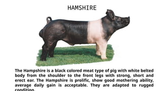 The Hampshire is a black colored meat type of pig with white belted
body from the shoulder to the front legs with strong, short and
erect ear. The Hampshire is prolific, show good mothering ability,
average daily gain is acceptable. They are adapted to rugged
HAMSHIRE
 