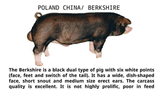 The Berkshire is a black dual type of pig with six white points
(face, feet and switch of the tail). It has a wide, dish-shaped
face, short snout and medium size erect ears. The carcass
quality is excellent. It is not highly prolific, poor in feed
POLAND CHINA/ BERKSHIRE
 