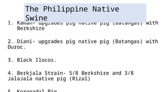 1. Kaman- upgrades pig native pig (Batangas) with
Berkshire
2. Diani- upgrades pig native pig (Batangas) with
Duroc.
3. Black Ilocos.
4. Berkjala Strain- 5/8 Berkshire and 3/8
JalaJala native pig (Rizal)
The Philippine Native
Swine
 