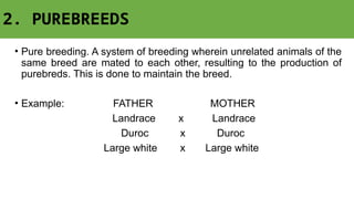 2. PUREBREEDS
• Pure breeding. A system of breeding wherein unrelated animals of the
same breed are mated to each other, resulting to the production of
purebreds. This is done to maintain the breed.
• Example: FATHER MOTHER
Landrace x Landrace
Duroc x Duroc
Large white x Large white
 