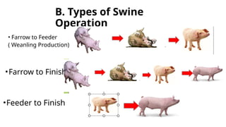 B. Types of Swine
Operation
• Farrow to Feeder
( Weanling Production)
•Farrow to Finish
•Feeder to Finish
 