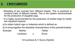 3. CROSSBREED
• Breeding of two animals from different breeds. This is practiced to
combine traits of different breeds. This is the system recommended
for the production of slaughter pigs.
• It is highly recommended for the production of market hogs for twofor
two important reasons
a) to obtain hybrid vigor or heterosis which is defined as
b) to bring together the desirable characteristics of the parental breeds.
Example: Mother Father
Landrace x Duroc
1/2 Landrace & 1/ Duroc (Hybrid)
 