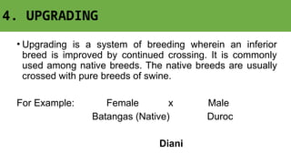 4. UPGRADING
• Upgrading is a system of breeding wherein an inferior
breed is improved by continued crossing. It is commonly
used among native breeds. The native breeds are usually
crossed with pure breeds of swine.
For Example: Female x Male
Batangas (Native) Duroc
Diani
 