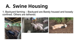 A. Swine Housing
1. Backyard farming – Backyard are Barely housed and loosely
confined. Others are tethered.
 