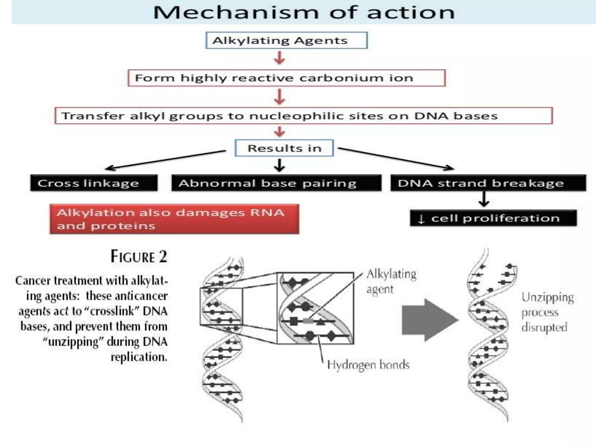 Overview and classification of chemotherapeutic agents and theory | PPTX