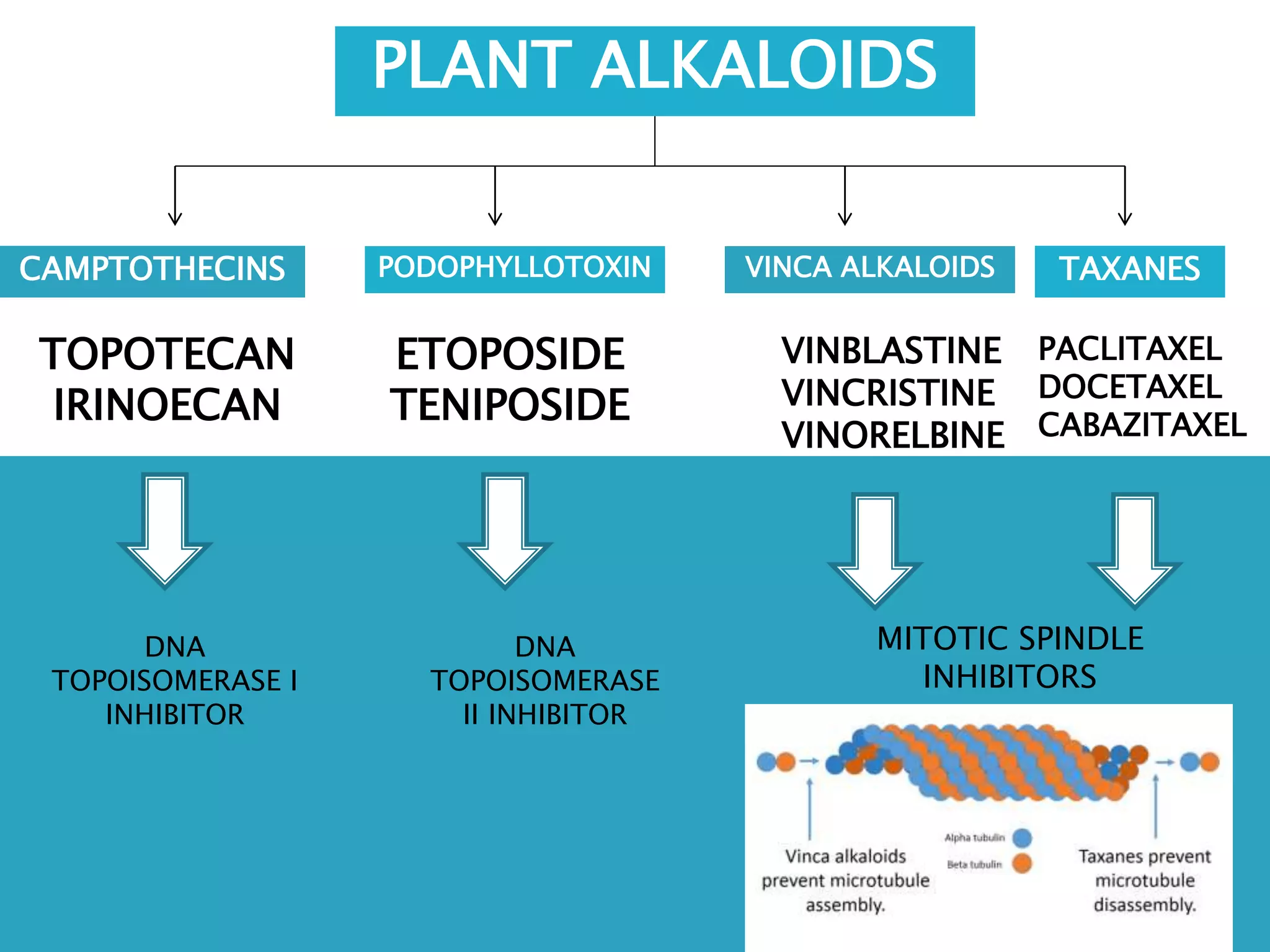 Overview and classification of chemotherapeutic agents and theory | PPTX