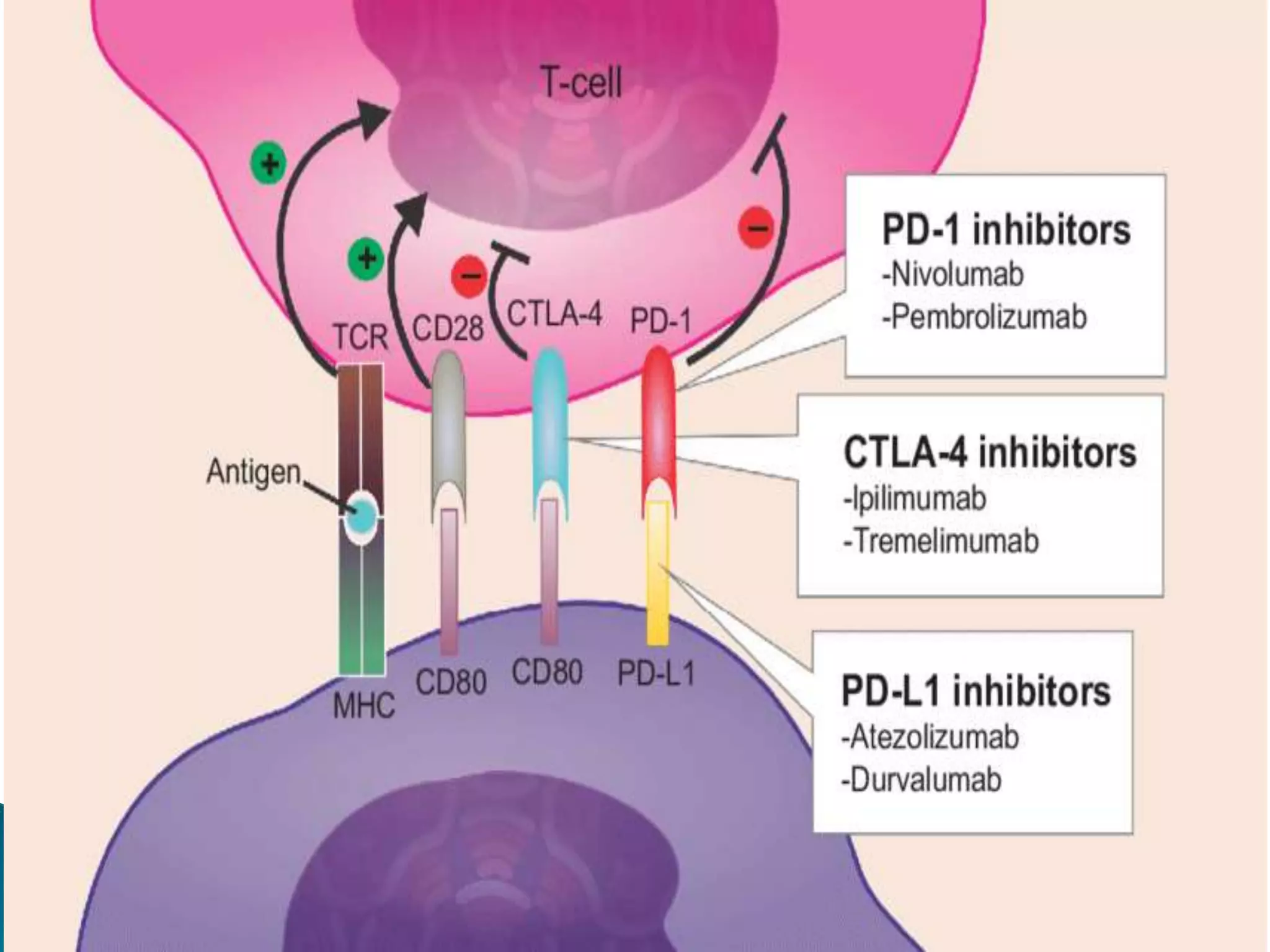 Overview and classification of chemotherapeutic agents and theory | PPTX