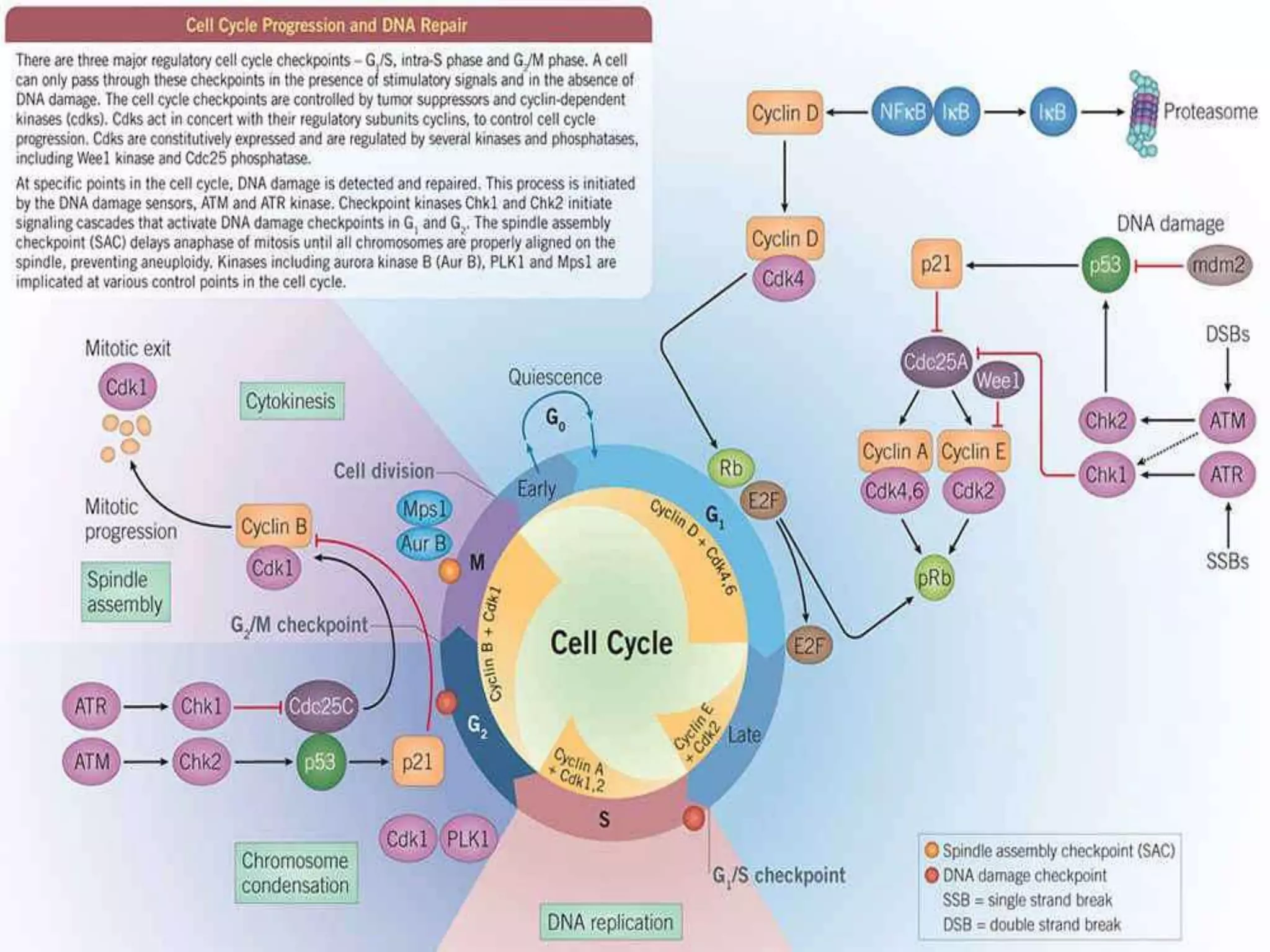 Overview and classification of chemotherapeutic agents and theory | PPTX