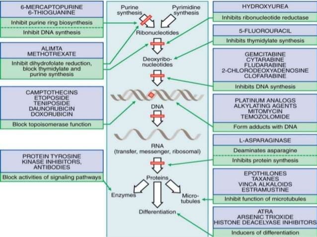 Overview and classification of chemotherapeutic agents and theory ...