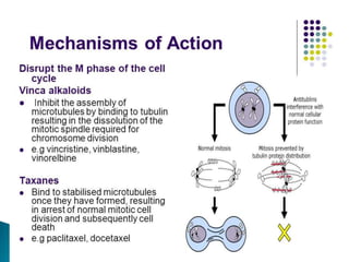 Overview and classification of chemotherapeutic agents and theory | PPTX