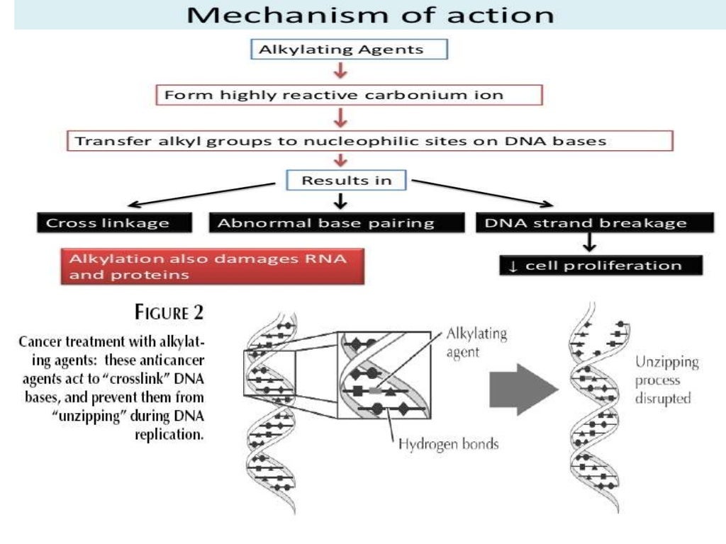 Overview and classification of chemotherapeutic agents and theory