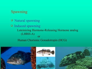 Overview Breeding And Seed Production | PPT