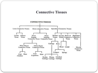 overview Human Anatomy and Physiology.pptx