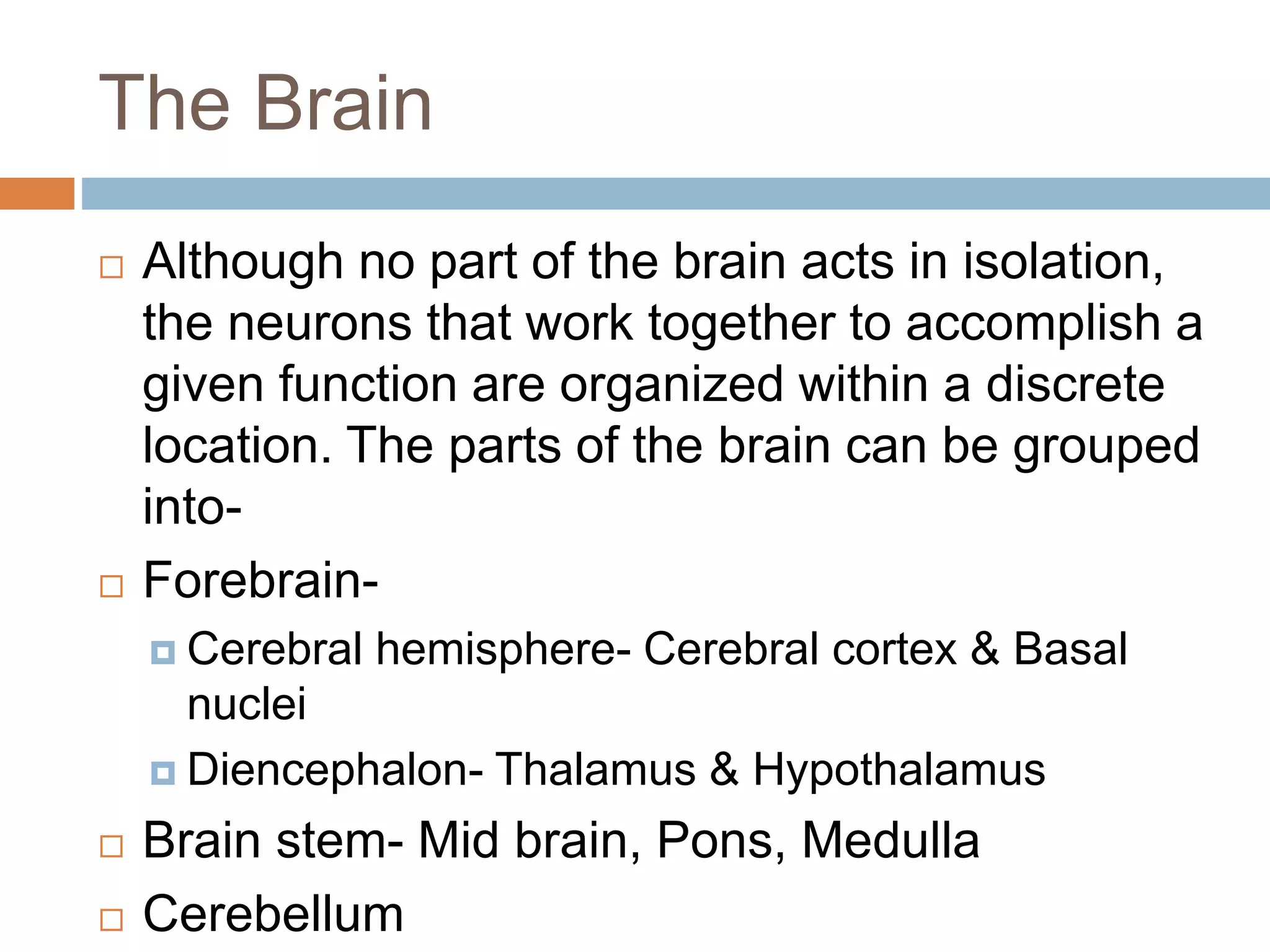 The Brain
 Although no part of the brain acts in isolation,
the neurons that work together to accomplish a
given function are organized within a discrete
location. The parts of the brain can be grouped
into-
 Forebrain-
 Cerebral hemisphere- Cerebral cortex & Basal
nuclei
 Diencephalon- Thalamus & Hypothalamus
 Brain stem- Mid brain, Pons, Medulla
 Cerebellum
 