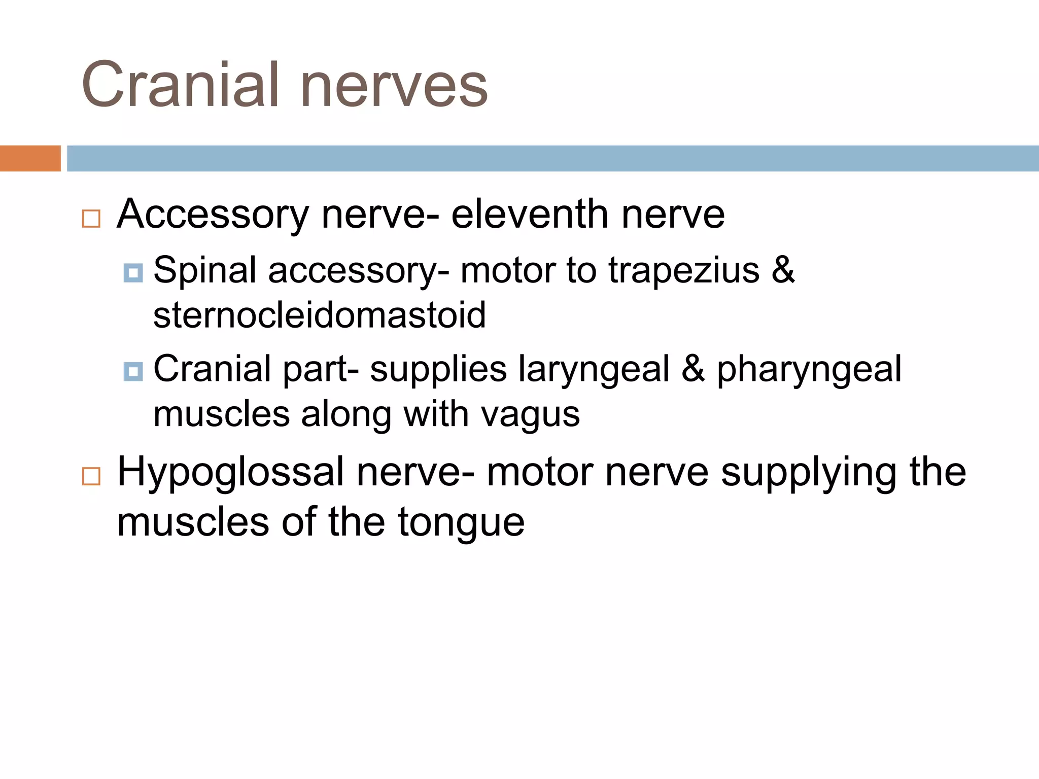  Accessory nerve- eleventh nerve
 Spinal accessory- motor to trapezius &
sternocleidomastoid
 Cranial part- supplies laryngeal & pharyngeal
muscles along with vagus
 Hypoglossal nerve- motor nerve supplying the
muscles of the tongue
Cranial nerves
 