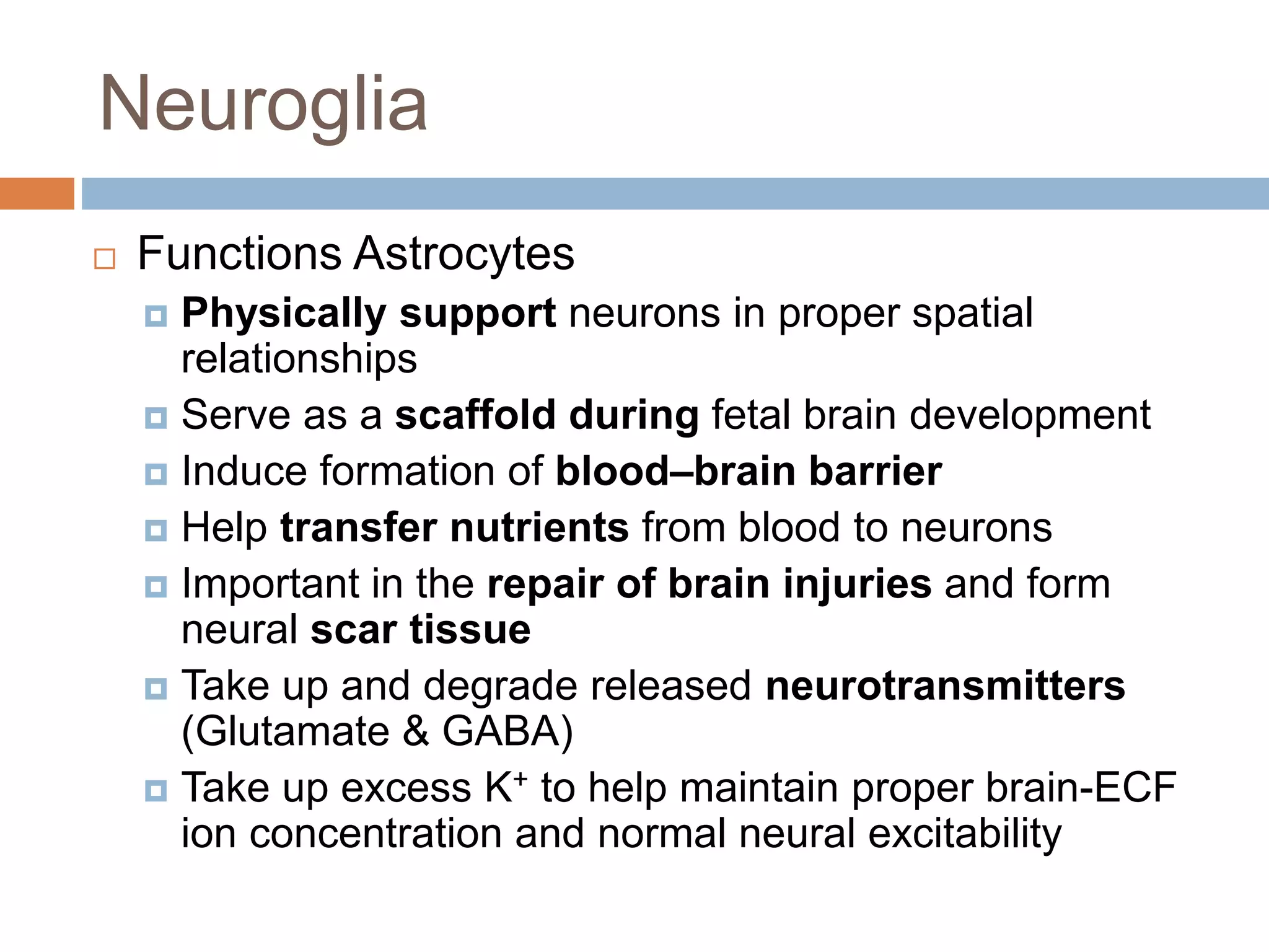 Neuroglia
 Functions Astrocytes
 Physically support neurons in proper spatial
relationships
 Serve as a scaffold during fetal brain development
 Induce formation of blood–brain barrier
 Help transfer nutrients from blood to neurons
 Important in the repair of brain injuries and form
neural scar tissue
 Take up and degrade released neurotransmitters
(Glutamate & GABA)
 Take up excess K+ to help maintain proper brain-ECF
ion concentration and normal neural excitability
 