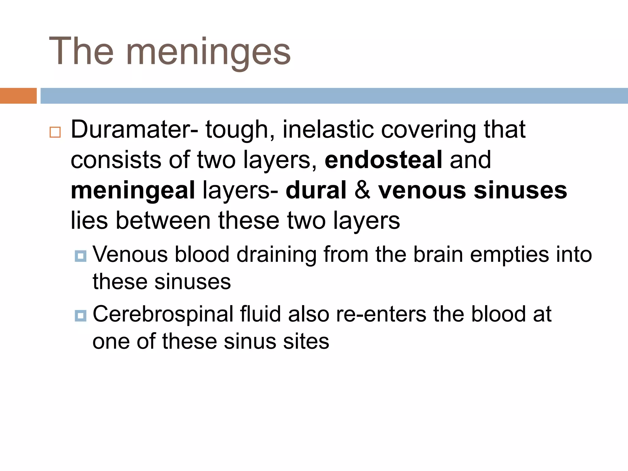 The meninges
 Duramater- tough, inelastic covering that
consists of two layers, endosteal and
meningeal layers- dural & venous sinuses
lies between these two layers
 Venous blood draining from the brain empties into
these sinuses
 Cerebrospinal ﬂuid also re-enters the blood at
one of these sinus sites
 