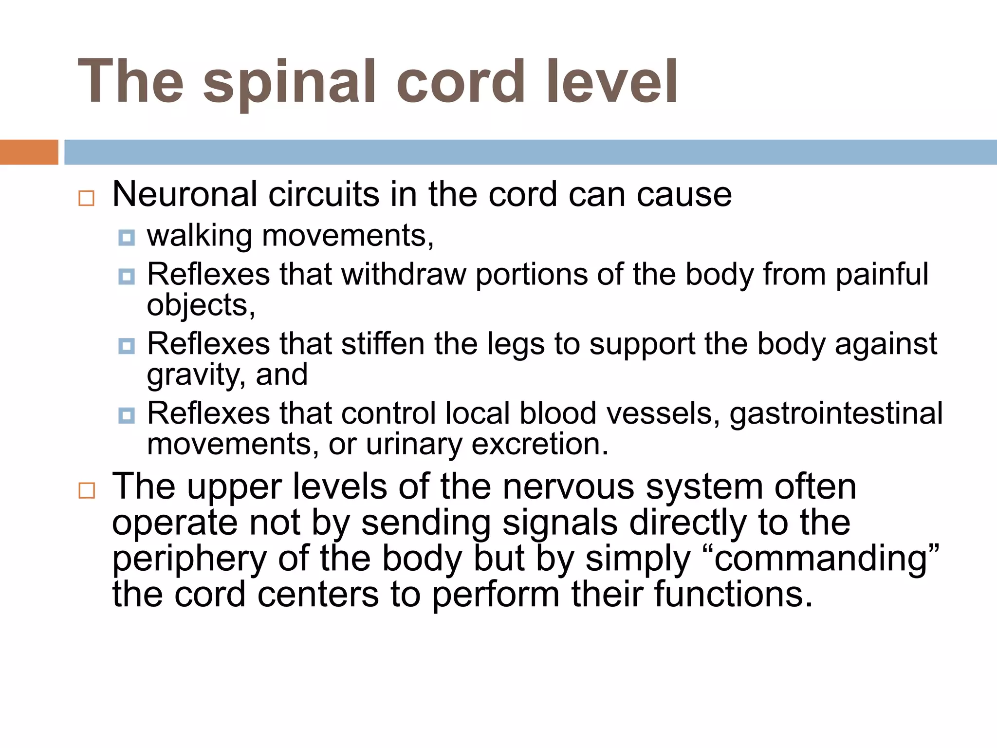 The spinal cord level
 Neuronal circuits in the cord can cause
 walking movements,
 Reflexes that withdraw portions of the body from painful
objects,
 Reflexes that stiffen the legs to support the body against
gravity, and
 Reflexes that control local blood vessels, gastrointestinal
movements, or urinary excretion.
 The upper levels of the nervous system often
operate not by sending signals directly to the
periphery of the body but by simply “commanding”
the cord centers to perform their functions.
 