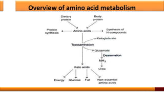 Overview of amino acids | PPTX