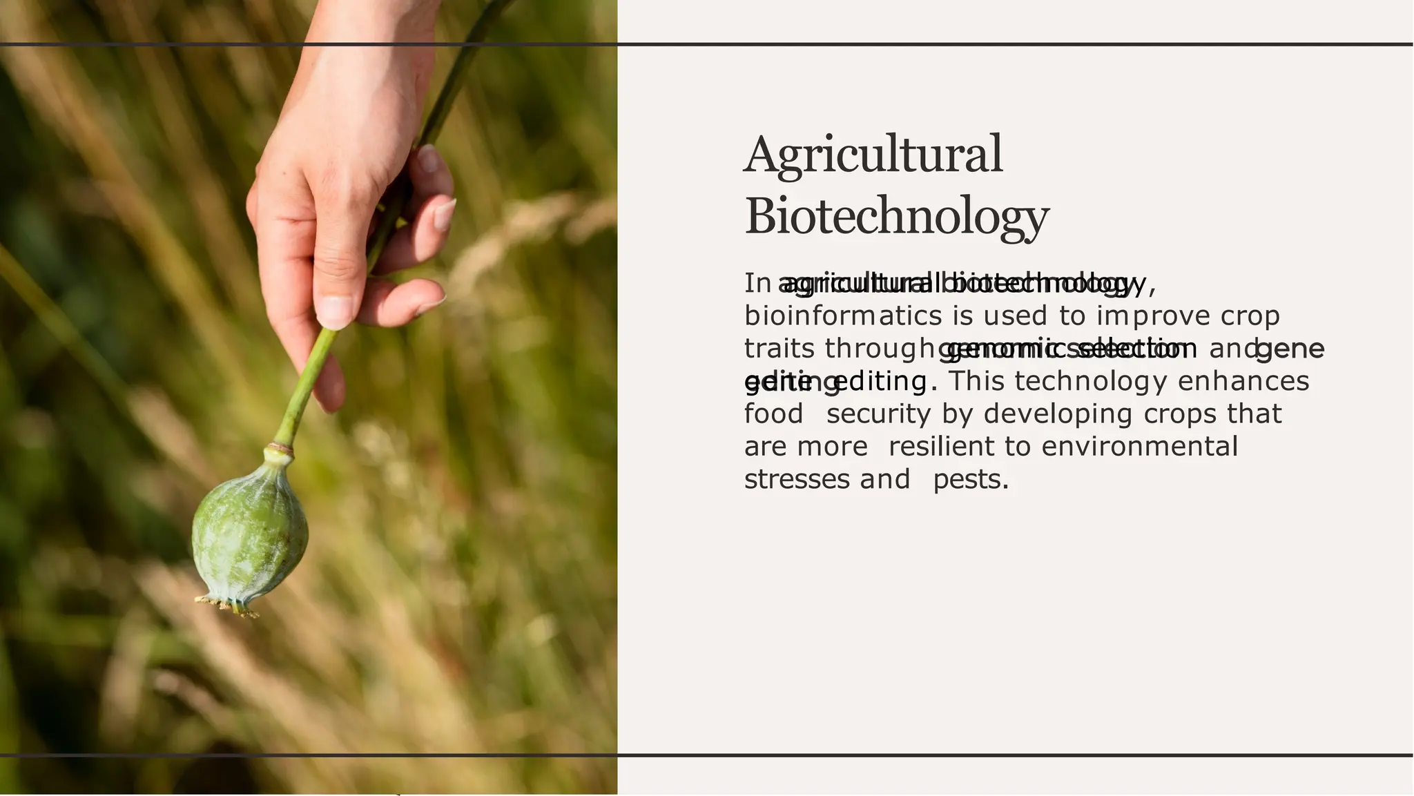Agricultural
Biotechnology
In agricultural biotechnology,
bioinformatics is used to improve crop
traits through genomic selection and
gene editing. This technology enhances
food security by developing crops that
are more resilient to environmental
stresses and pests.
 