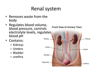 Renal system 
• Removes waste from the 
body 
• Regulates blood volume, 
blood pressure, controls 
electrolyte levels, regulates 
blood pH 
• Contains: 
– Kidneys 
– Ureters 
– Bladder 
– urethra 
 