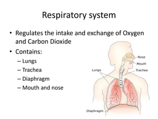 Respiratory system 
• Regulates the intake and exchange of Oxygen 
and Carbon Dioxide 
• Contains: 
– Lungs 
– Trachea 
– Diaphragm 
– Mouth and nose 
 