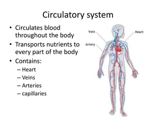 Circulatory system 
• Circulates blood 
throughout the body 
• Transports nutrients to 
every part of the body 
• Contains: 
– Heart 
– Veins 
– Arteries 
– capillaries 
