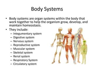 Body Systems 
• Body systems are organ systems within the body that 
work together to help the organism grow, develop, and 
maintain homeostasis. 
• They include: 
– Integumentary system 
– Digestive system 
– Nervous system 
– Reproductive system 
– Muscular system 
– Skeletal system 
– Renal system 
– Respiratory System 
– Circulatory system 
 