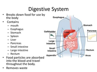 Digestive System 
• Breaks down food for use by 
the body 
• Contains 
– mouth 
– Esophagus 
– Stomach 
– Spleen 
– Liver 
– Pancreas 
– Small intestine 
– Large intestine 
– Rectum 
• Food particles are absorbed 
into the blood and travel 
throughout the body. 
• Removes waste 
 