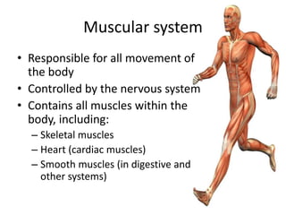 Muscular system 
• Responsible for all movement of 
the body 
• Controlled by the nervous system 
• Contains all muscles within the 
body, including: 
– Skeletal muscles 
– Heart (cardiac muscles) 
– Smooth muscles (in digestive and 
other systems) 
 