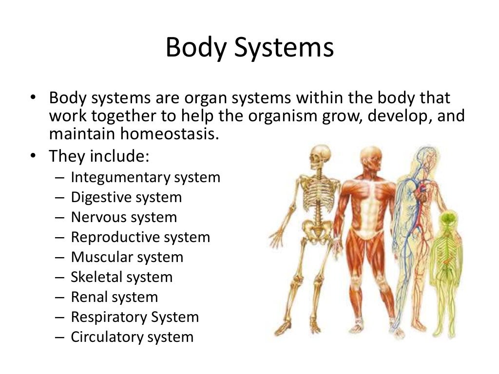 organ system overview organ system overview