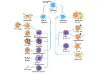 Overview of cells and organ of immune system | PPTX