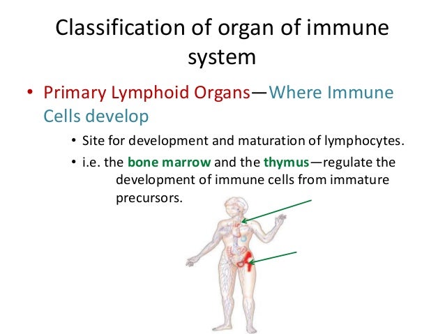 Overview of cells and organ of immune system yes block diagram 