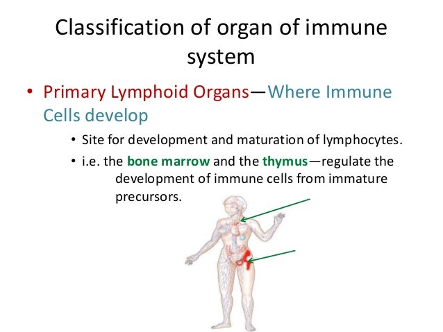 overview of cells and organ of immune system secondary lymphoid organs
