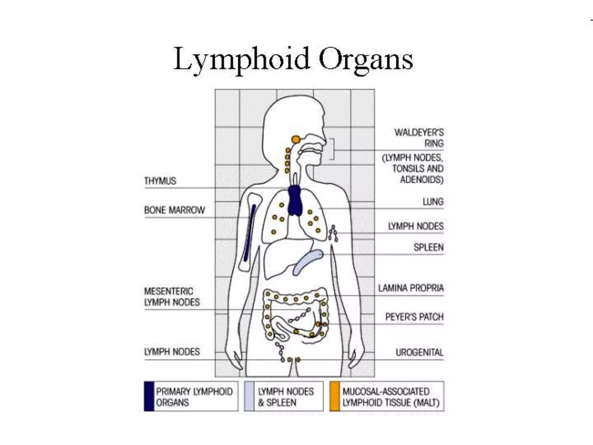 Overview of cells and organ of immune system | PPT